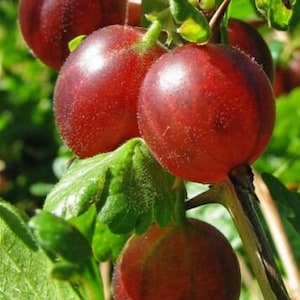 May include: Close-up of ripe, red gooseberries on a branch with green leaves. The berries have a slightly translucent appearance and are clustered together. The image showcases the natural texture and color of the fruit.