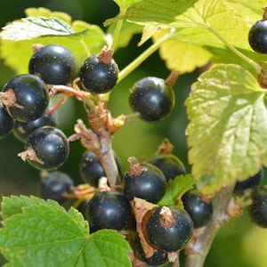 May include: Close-up of a branch of a black currant bush with ripe, dark purple berries. The berries are clustered together on the branch, surrounded by green leaves.