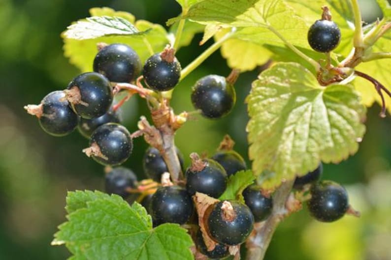 May include: Close-up of a branch of a black currant bush with ripe, dark purple berries. The berries are clustered together on the branch, surrounded by green leaves.