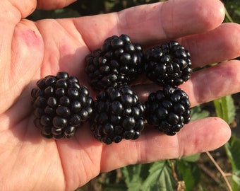 May include: Close-up of a hand holding several ripe blackberries. The berries are a deep, glossy black, with a bumpy texture. The hand is in focus, with the background slightly blurred, suggesting an outdoor setting.