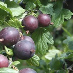 1 Black Velvet Gooseberry Worcesterberry cross live plant, zones 4-7. No ship to NC, WV, NH