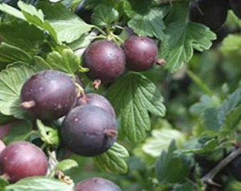 1 Black Velvet Gooseberry Worcesterberry cross live plant, zones 4-7. No ship to NC, WV, NH