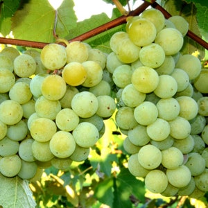 1 Niagara White grape living plant. Live rooted starter plant zones 5-8.  Vitis labrusca