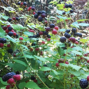 1 Ohio Treasure Black Raspberry Plant Everbearing. Zones 3-8 - Etsy