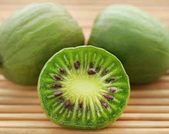1 Kiwi Issai. Self-pollinizing Live rooted starter plant zones 3-8.
