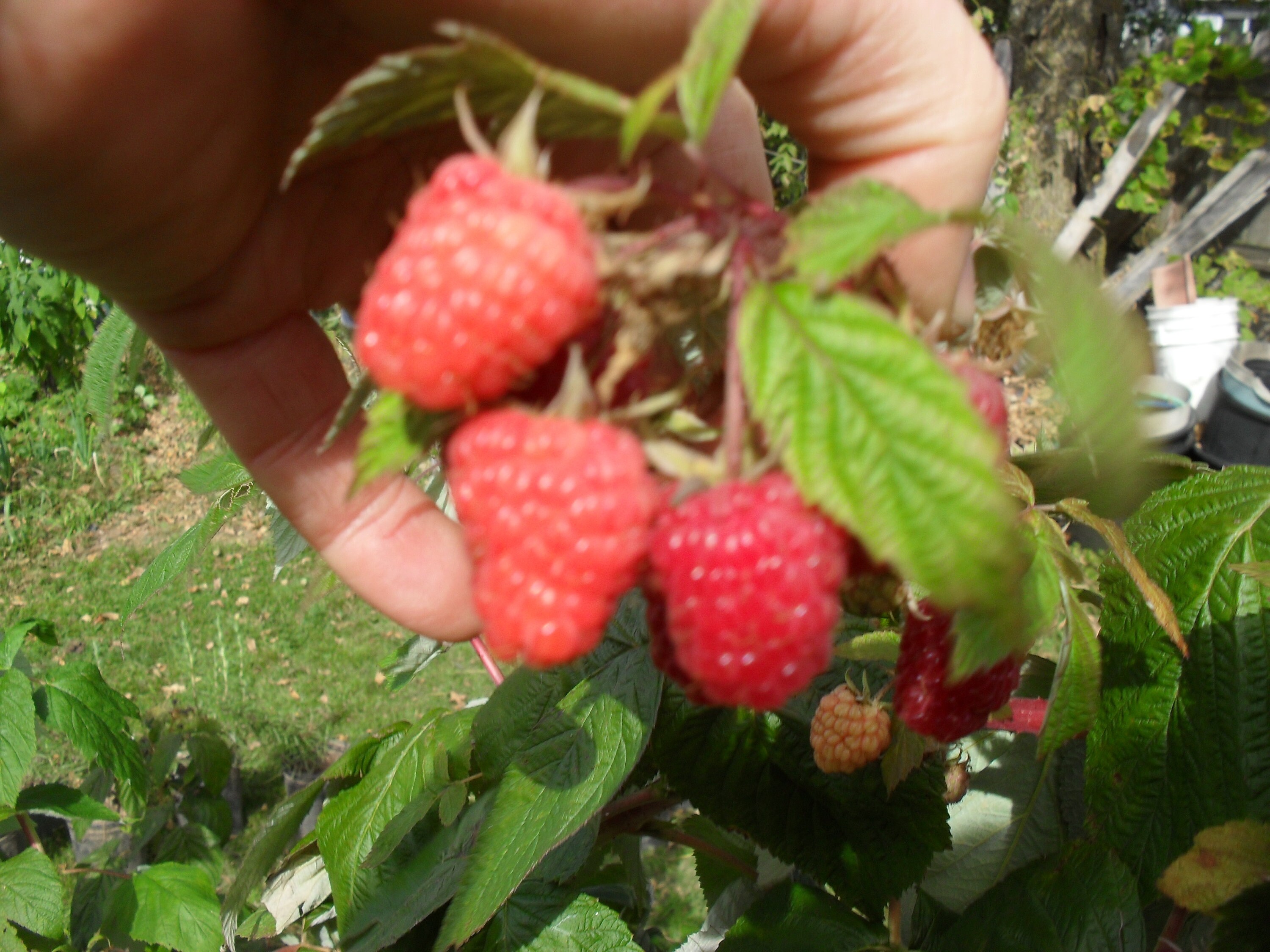 1 Carolina red raspberry plant. Live rooted starter plant. Etsy