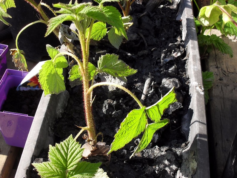 1 DORMANT Early everbearing Prelude red raspberry plant. Live rooted starter plant. 4-7. image 5