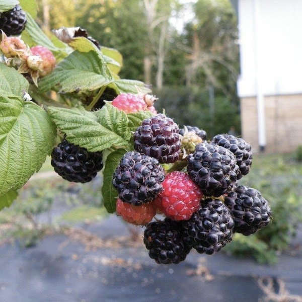 1 Ohio Treasure black raspberry plant Everbearing. Zones 3-8