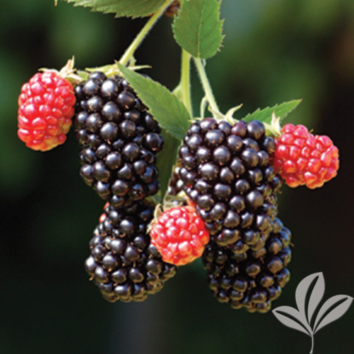 1 Kiowa Blackberry Plant Live Plant Not Dormant Xtra Large Etsy