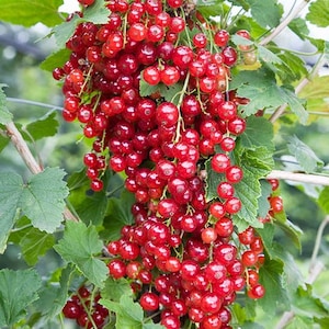 May include: A close-up of a branch of a red currant bush, laden with ripe red currants. The currants are clustered together in bunches, and the leaves of the bush are green.