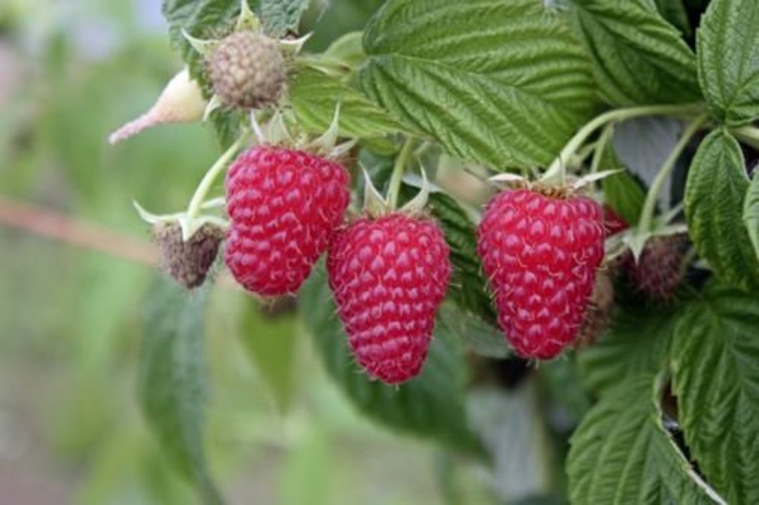 1 Tulameen Red Raspberry. Xtra Large Berry Size. Live Starter Plant ...