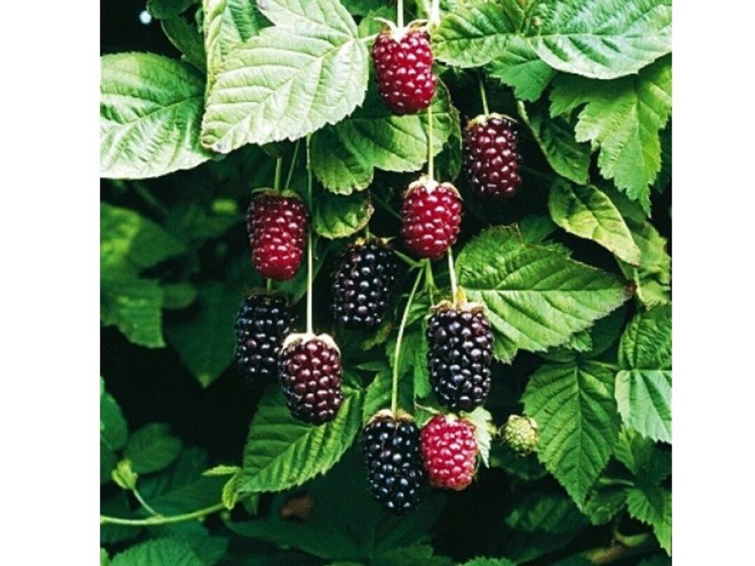 1 Boysenberry Plant Live Rooted Starter Plant, Zones 510 Etsy