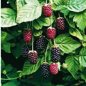 Marionberry Blackberry Potted Plant Ships Rooted In Soil Etsy