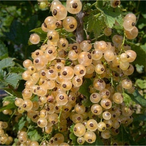 1 White Imperial white Currant live rooted starter plant, Shrub. Zones 3-7.