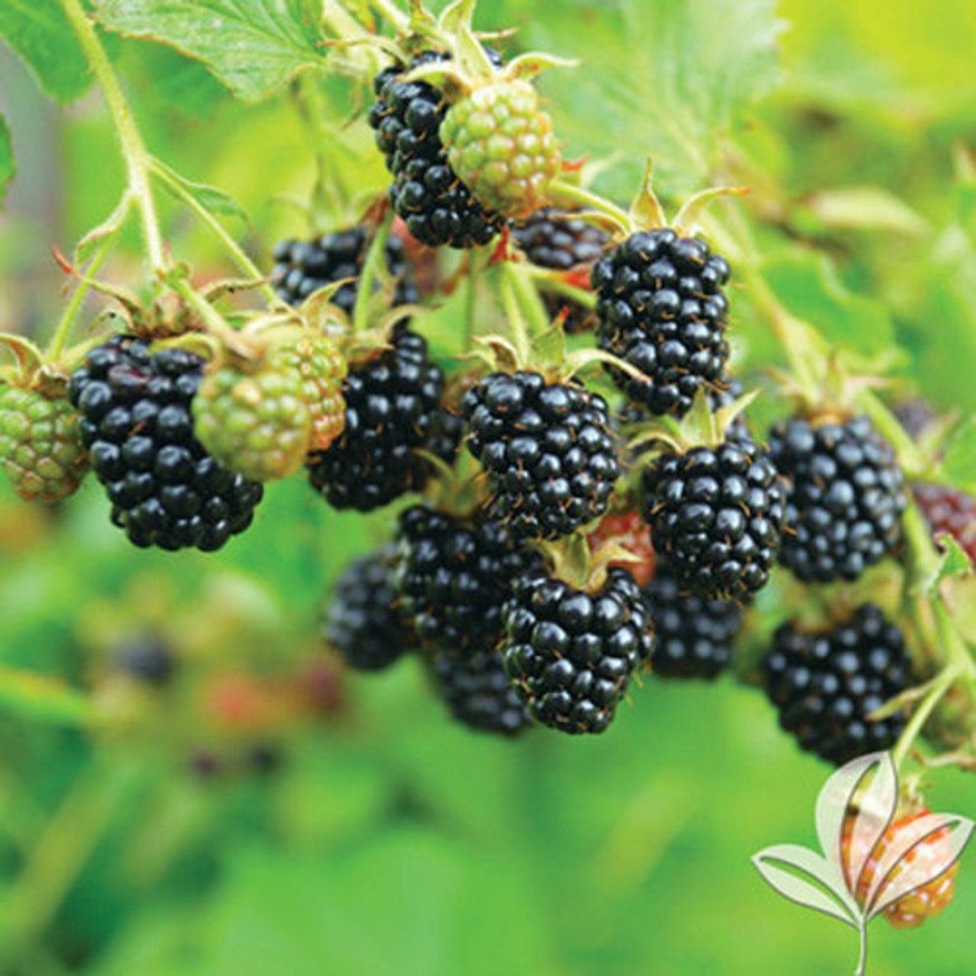 1 Blackberry Sweet OUACHITA Plant Thornless Rubus Live Rooted Starter