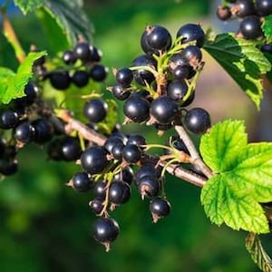 May include: A branch of a black currant bush with ripe, dark purple berries. The berries are clustered together on the branch, and some are partially obscured by green leaves.