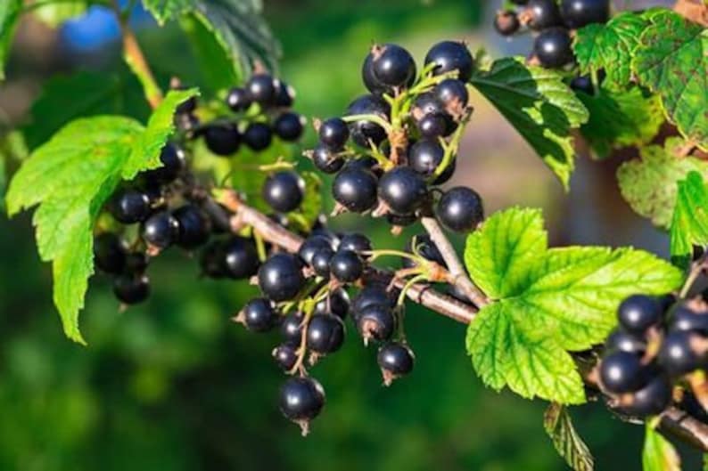 May include: A branch of a black currant bush with ripe, dark purple berries. The berries are clustered together on the branch, and some are partially obscured by green leaves.