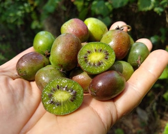 1  Kiwi Prolific vine. Self-pollinizing Live rooted starter plant zones 4-8.