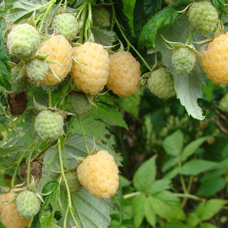 Zone 4 Raspberry Plants 1 Yellow Anne Raspberry Living Plant. Live Starter Plant Zones 4-9. - Etsy