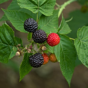 May include: Close-up of a raspberry plant branch with green leaves and several ripe berries. The berries vary in color, with some being deep black and others a vibrant red. The image showcases the natural beauty of the fruit.