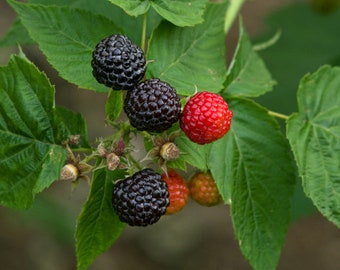 May include: Close-up of a raspberry plant branch with green leaves and several ripe berries. The berries vary in color, with some being deep black and others a vibrant red. The image showcases the natural beauty of the fruit.