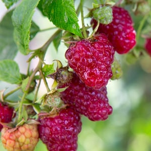 May include: Close-up of ripe red raspberries on a branch with green leaves. The berries are clustered together, showing their textured surface. Some berries are still developing, showing a yellow-orange color.