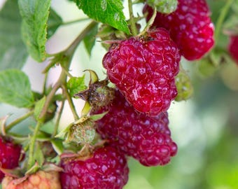 May include: Close-up of ripe red raspberries on a branch with green leaves. The berries are clustered together, showing their textured surface. Some berries are still developing, showing a yellow-orange color.