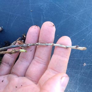 1 DORMANT Early everbearing Prelude red raspberry plant. Live rooted starter plant. 4-7. image 7