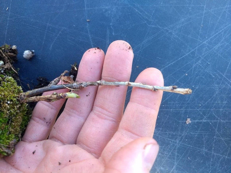 1 DORMANT Early everbearing Prelude red raspberry plant. Live rooted starter plant. 4-7. image 7