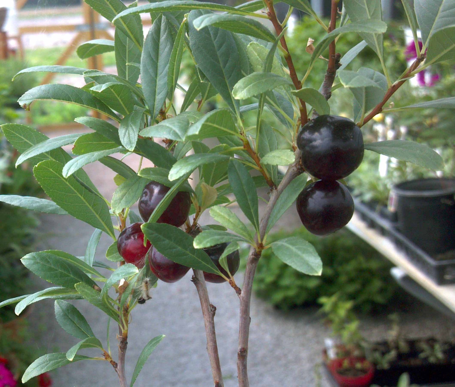 5 Hansens bush cherry live rooted starter plants not dormant. Etsy