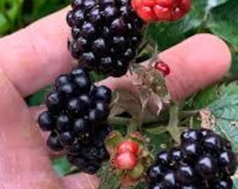 May include: Close-up of a hand holding a cluster of ripe blackberries and a single red raspberry. The berries are set against a backdrop of green leaves, showcasing the natural colors and textures of the fruit.