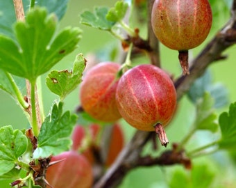 1 Jeanne Gooseberry Live Rooted Plantedible Shrub Zones 3-7. - Etsy
