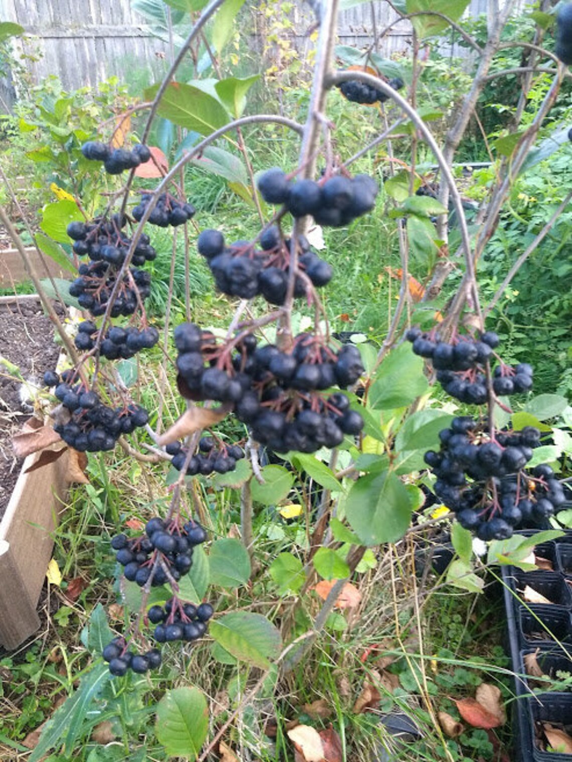 3 Viking Aronia Berry Plants. Zones 38 Not Dormant. Live Etsy