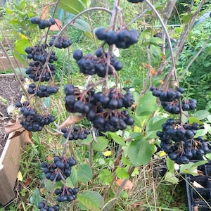 1 Viking Aronia berry plant. Zones 3-8  . Live rooted starter plant.