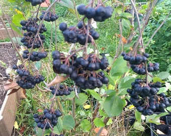 1 Viking Aronia berry plant. Zones 3-8  . Live rooted starter plant.