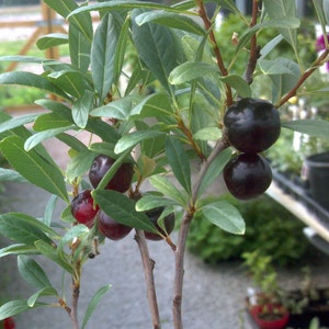 1 Hansens bush cherry, rooted plant. Zones 2-8 self-pollinating, prunus besseyi