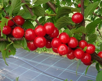 1 DORMANT Nanking bush red cherry, rooted plant. Zones 2-7