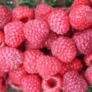 1 DORMANT Early everbearing Prelude red raspberry plant. Live rooted starter plant. 4-7. image 2