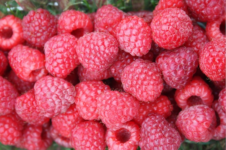 1 DORMANT Early everbearing Prelude red raspberry plant. Live rooted starter plant. 4-7. image 2
