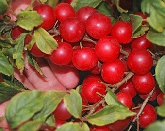 Könnte beinhalten: Nahaufnahme eines Astes eines Baumes mit leuchtend roten Beeren. Die Beeren sind dicht beieinander und von grünen Blättern umgeben.