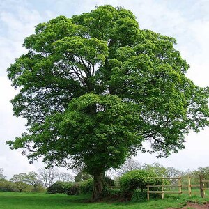 May include: A large, mature deciduous tree with a dense, rounded canopy of vibrant green leaves. The tree features a thick, textured trunk and is situated in a grassy field next to a wooden post and rail fence under a cloudy sky.
