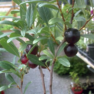 May include: A close-up of a small tree with dark green leaves and several clusters of dark purple, almost black, fruit. The fruit appears round and smooth, contrasting with the textured leaves. The tree's branches are thin and brown.