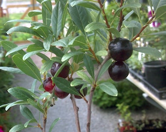 Könnte beinhalten: Nahaufnahme eines kleinen Baumes mit dunkelgrünen Blättern und Trauben von dunkelvioletten, fast schwarzen Früchten. Die runden, glatten Früchte stehen im Kontrast zu den strukturierten Blättern. Die dünnen, braunen Äste des Baumes sind zu sehen.