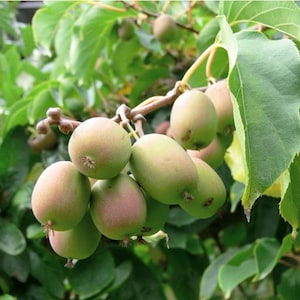 May include: Close-up of a cluster of kiwi fruit on a branch, showcasing their green and reddish-brown hues. The fruits are surrounded by green leaves, creating a natural and fresh composition. The image highlights the texture and shape of the kiwi fruit.