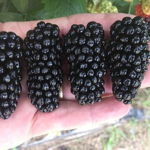 1 Prime Ark Freedom® thornless blackberry plant. Double crop zones 5-9