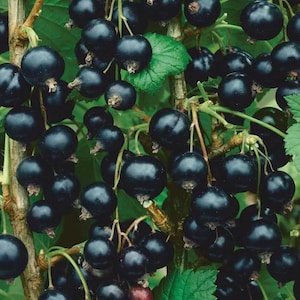 1 Consort black Currant live rooted starter plant, edible Shrub.  Zones 4-8.