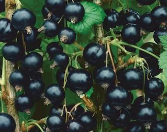 1 DORMANT Consort black Currant live rooted starter plant, edible Shrub.  Zones 4-8.
