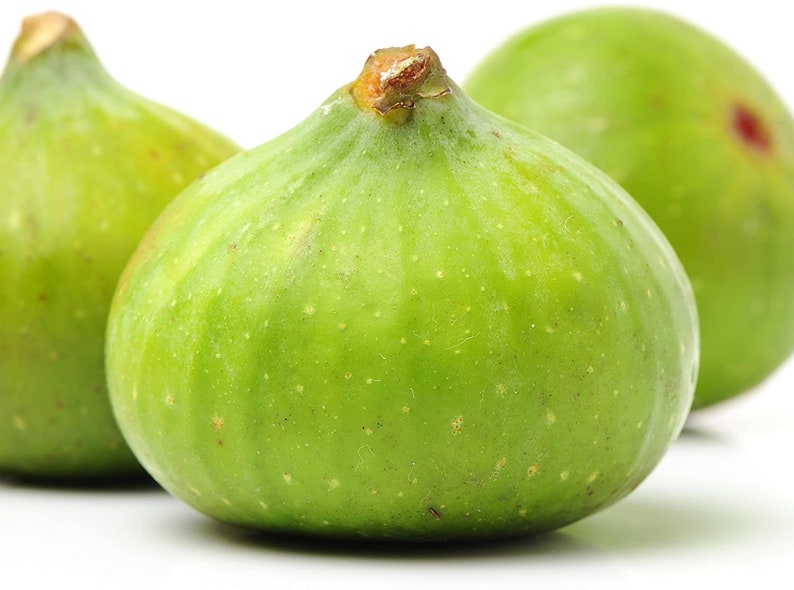 1 Lattarula Italian Honey Fig Zones 711. Perfect as Potted Etsy