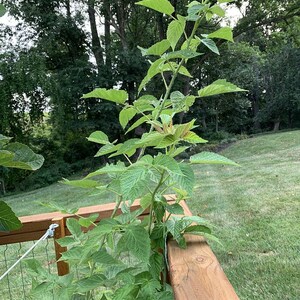 1 DORMANT Early everbearing Prelude red raspberry plant. Live rooted starter plant. 4-7. image 4