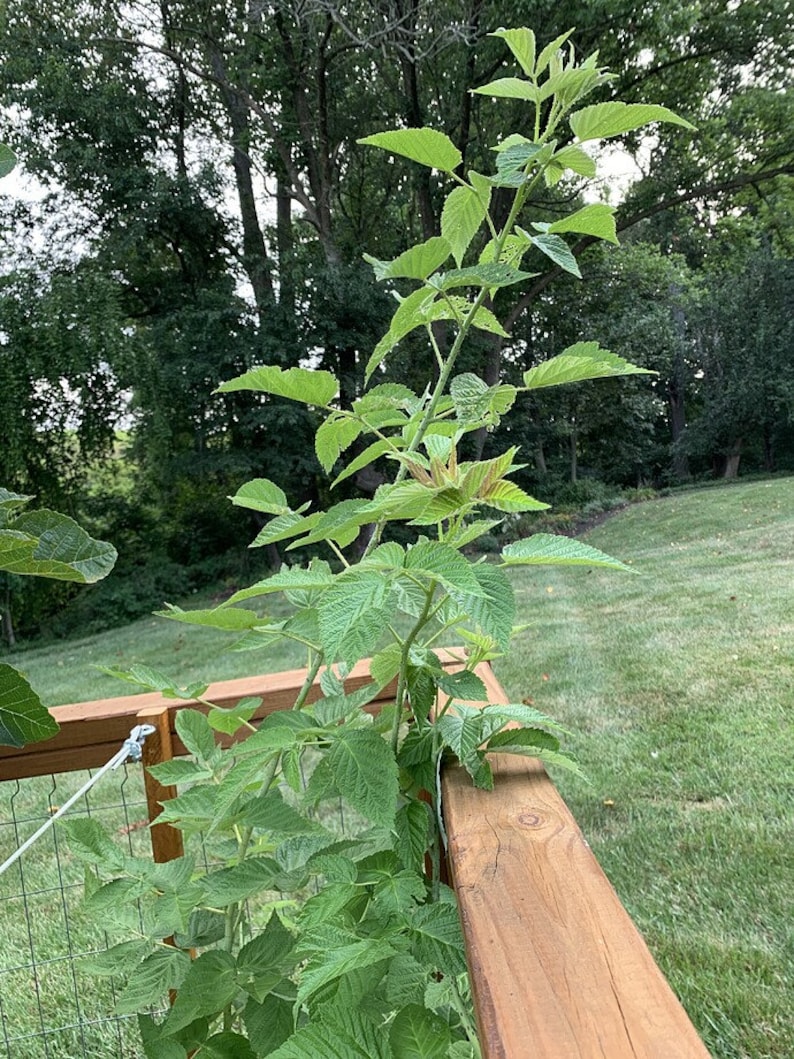 1 DORMANT Early everbearing Prelude red raspberry plant. Live rooted starter plant. 4-7. image 4